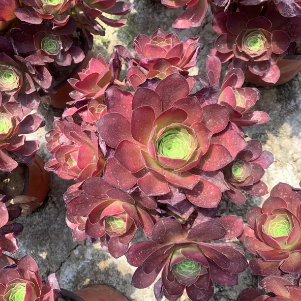 魅金玫瑰法师多头好养多肉植物养老桩精品盆栽发货室内新手入门