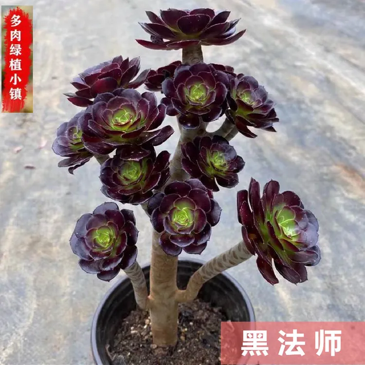黑法师多肉植物老桩清仓精品多头多肉法师系列室内花卉绿植盆栽