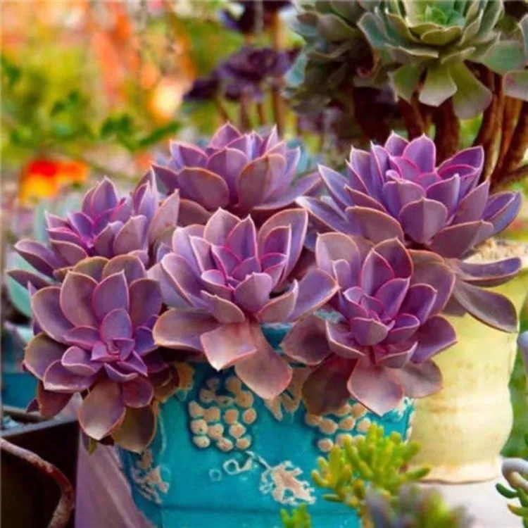 新品紫珍珠 多肉植物紫丁香多肉植物花卉紫色新手好养春季仙人掌