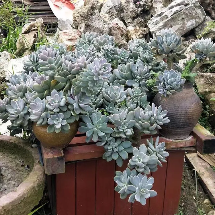 多肉植物冬美人超大群生老桩整桩平台包邮基地直发可做嫁接庄