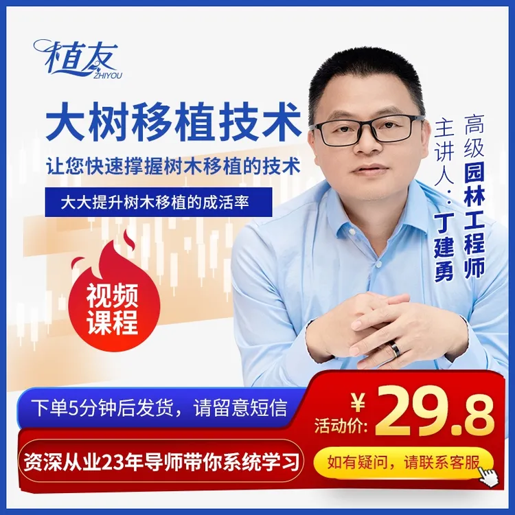 园林绿化大树移植技术