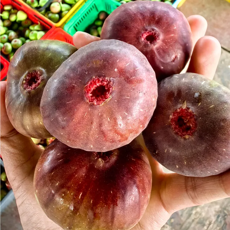 无花果【顺丰陆运】冬季无花果，现采现发