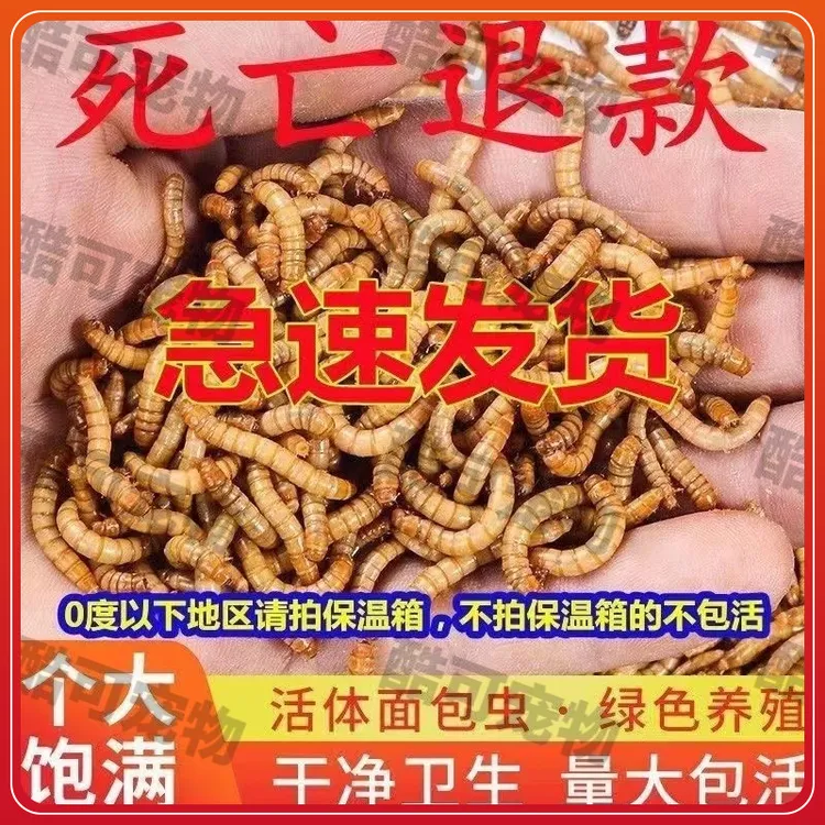 面包虫黄粉虫鲜活饵虫子芦丁鸡金龙鱼蝎子乌龟画眉鸟食石蛙饲料