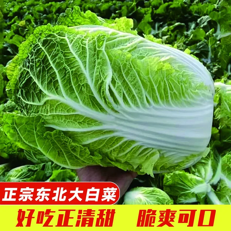 东北大白菜新鲜农家自种蔬菜秋菜白菜