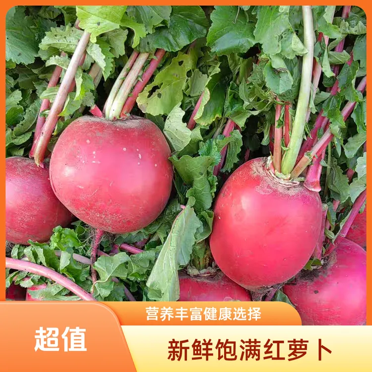 东北农家自种红皮萝卜新鲜采摘包饺子包子食材