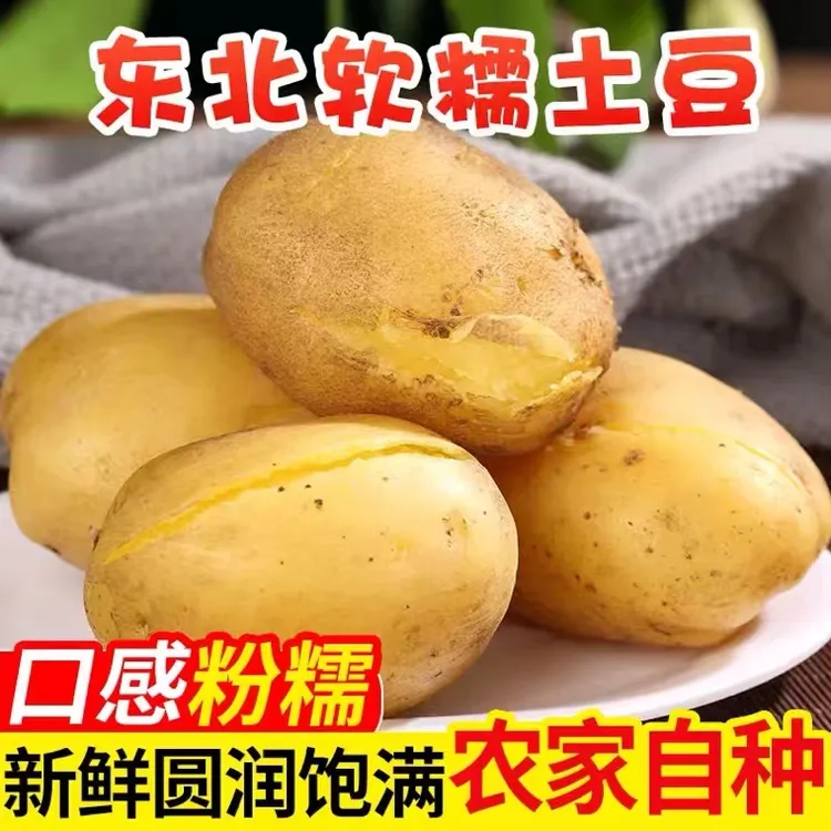 东北黑土地土豆黄皮土豆大个粉糯马铃薯黄心整箱包邮
