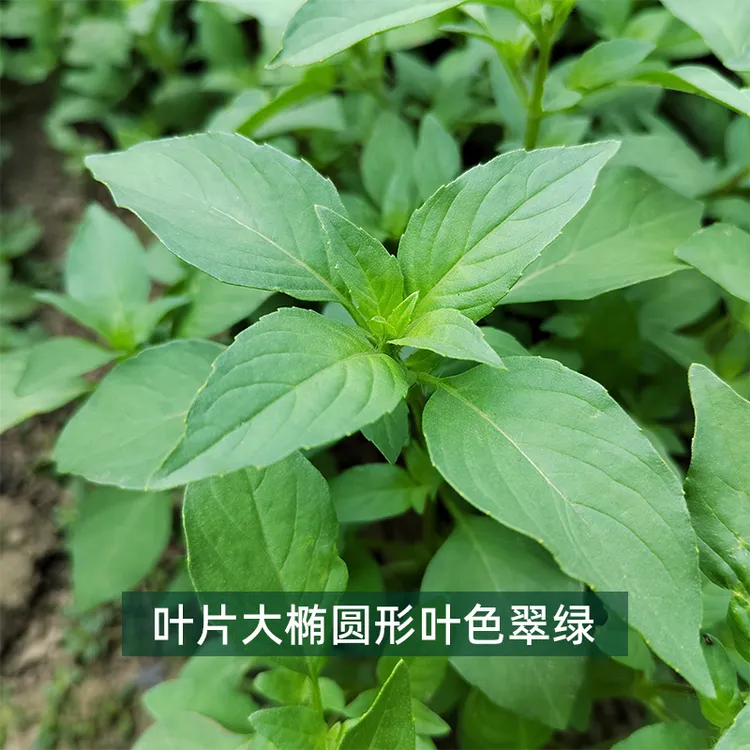 荆芥种子1包约10克种植速生优质耐热种味道稀奇古怪盆栽四季鲜嫩