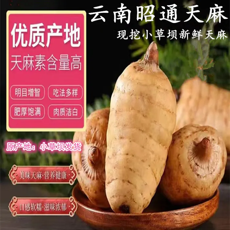正宗云南新鲜天麻仿野生老品种乌天麻坏果包赔云南昭通小草坝天麻