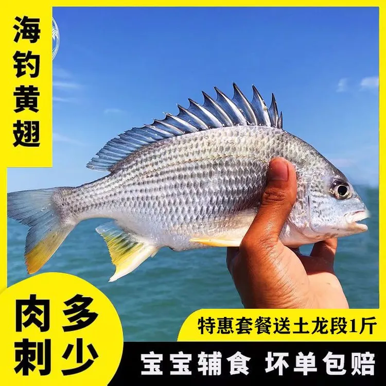 新鲜现杀 黄翅鱼 黄脚立 黄鲷 黄赤鱼 黄鳍鲷,黄鳍 ,黄立鱼 鲜嫩