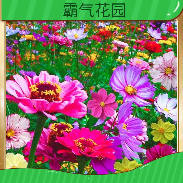 野花组合种子四季种植 四季