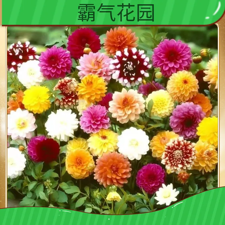 大丽花种子花卉庭院