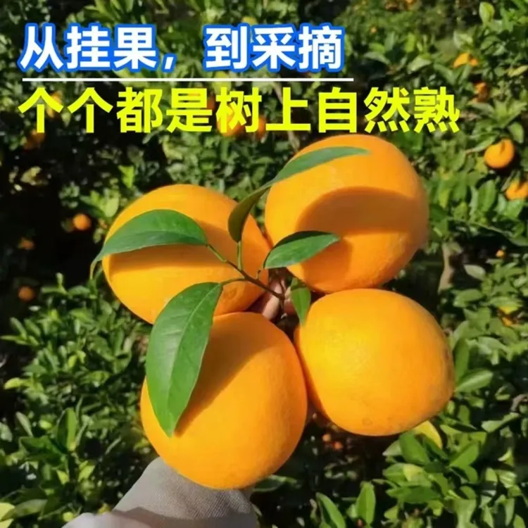 【坏果包赔】正宗赣南脐橙 自家种植现摘现发皮薄多汁5斤装天然水果