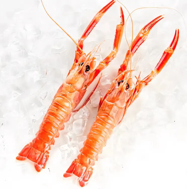 【实惠装】海鳌虾国产刺身深海虾新鲜急冻日料刺身 1.5斤  顺丰发货