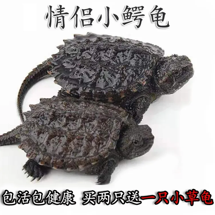 外塘小鳄北美活物霸气凶猛小乌龟幼龟苗子活体食肉龟观赏龟淡水龟