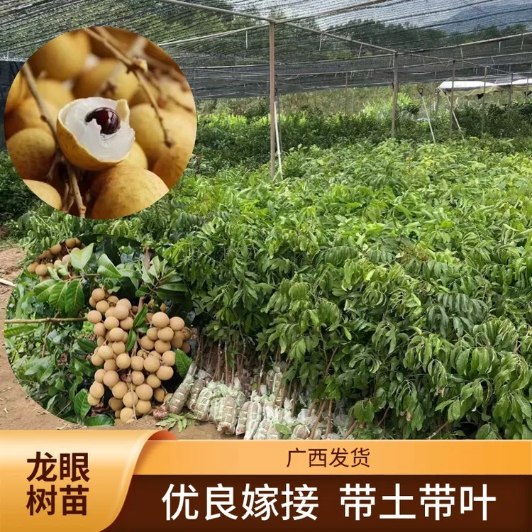 龙眼树苗四季龙眼苗石夹龙眼苗储良龙眼嫁接苗带土带叶桂圆嫁接苗