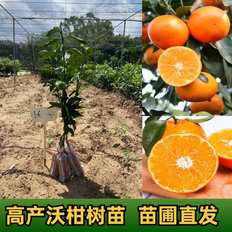 广西高产沃柑果树苗091沃柑嫁接树苗武鸣沃柑无核嫁接泥球苗易种