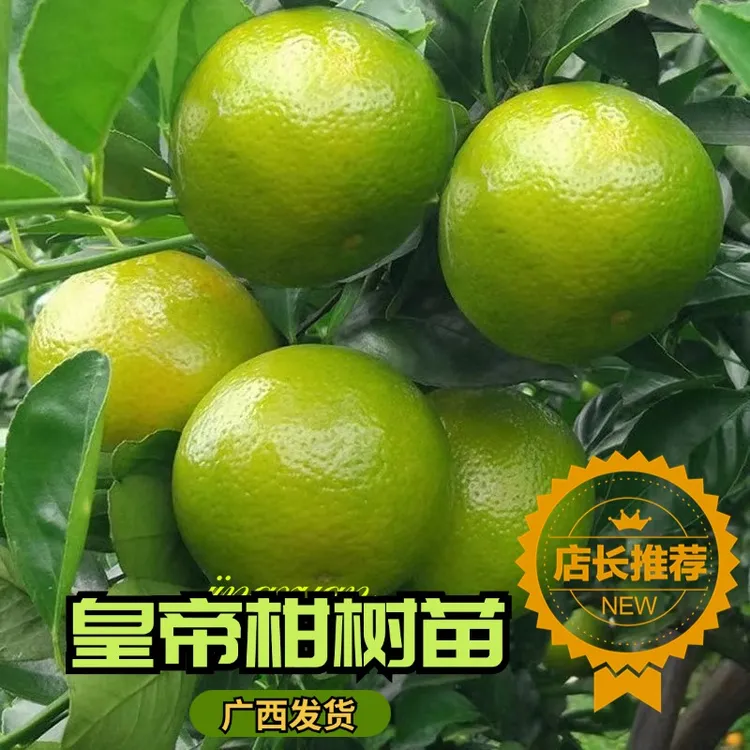 皇帝柑树苗德庆贡柑嫁接果树苗南方种植贡柑盆栽庭院水果柑橘树苗