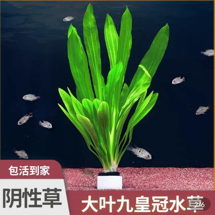 【九冠水草】大九冠迷你小九冠阴性水草新手好养懒人鱼缸造景装饰