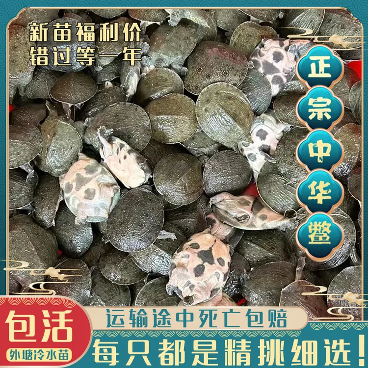 甲鱼苗批发中华鳖苗活体黑花龟鳖外塘养殖冷水小甲鱼幼苗水鱼王八
