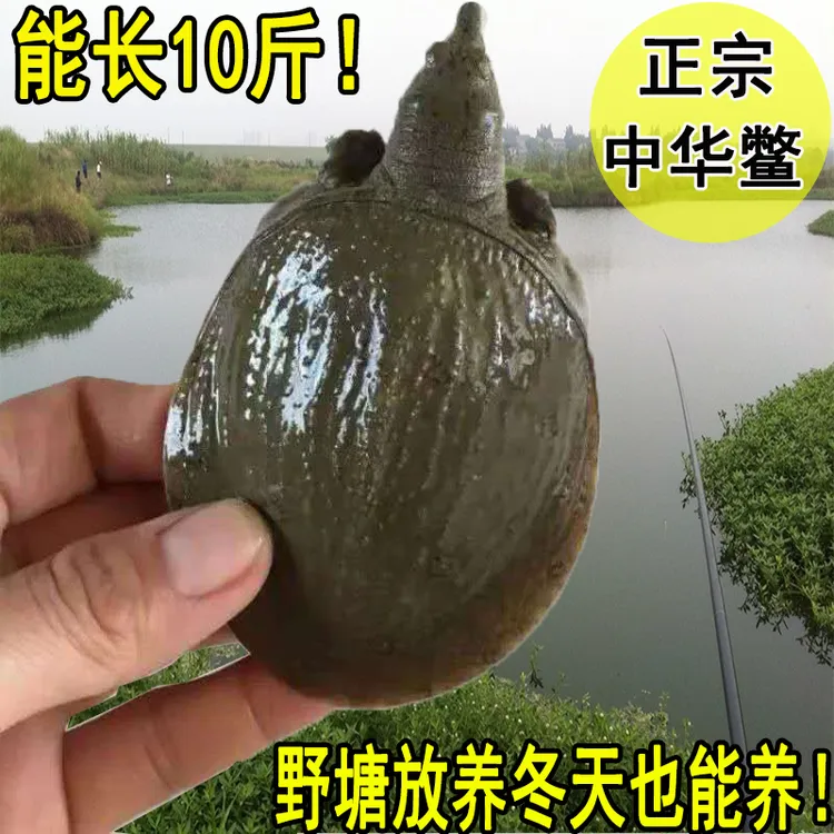2两-8两小甲鱼苗活体养殖放养套养散养中华鳖鳖苗小王八水鱼团鱼
