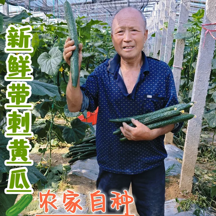 河南老品种农家自种密刺绿瓤黄瓜清脆爽口现摘现发