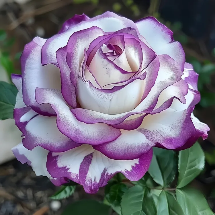 【稀有品种】玫瑰花苗老桩好养活新款花卉玫瑰老桩盆栽绿植四季开花