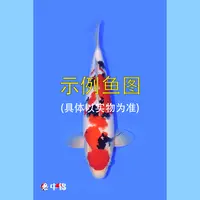 中锦锦鲤鱼【250923】48小时内宁波发货★