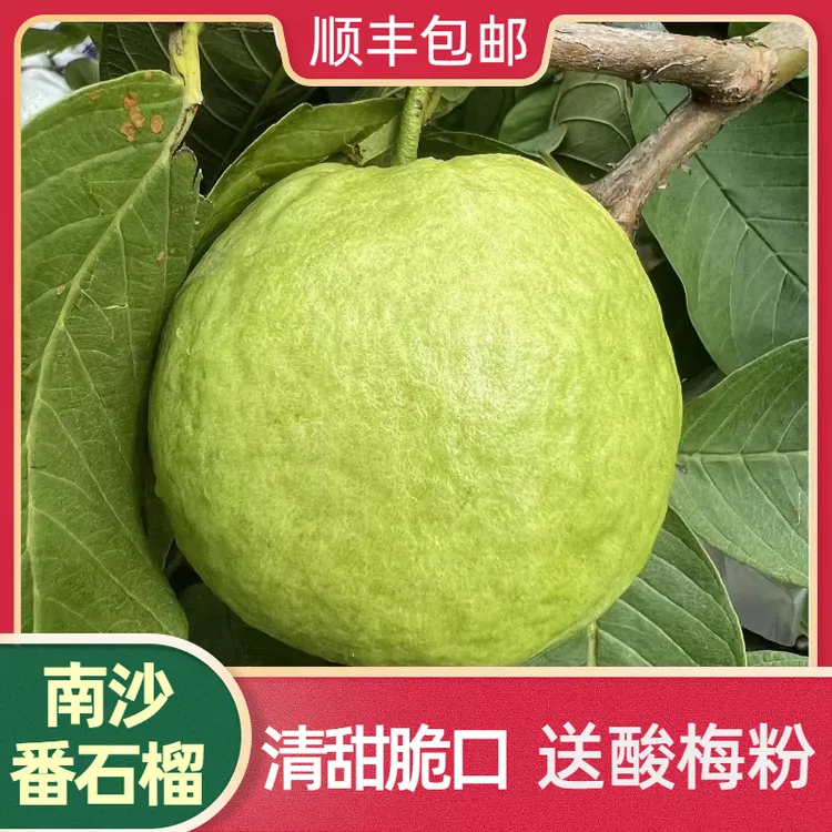 南沙番石榴白心爽脆多汁 低糖清甜  咸淡水种植现摘现发顺丰包邮