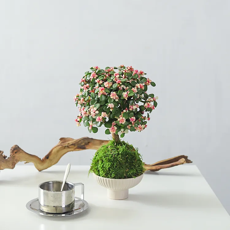 花开富贵金枝玉叶棒棒糖大老桩多肉苔藓球绿植物盆栽室内客厅花卉