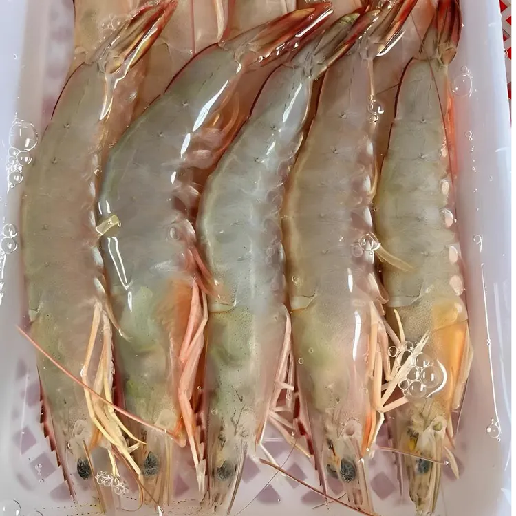 北海自家小渔船出海捕捞野生大明虾/白虾5斤码头现货