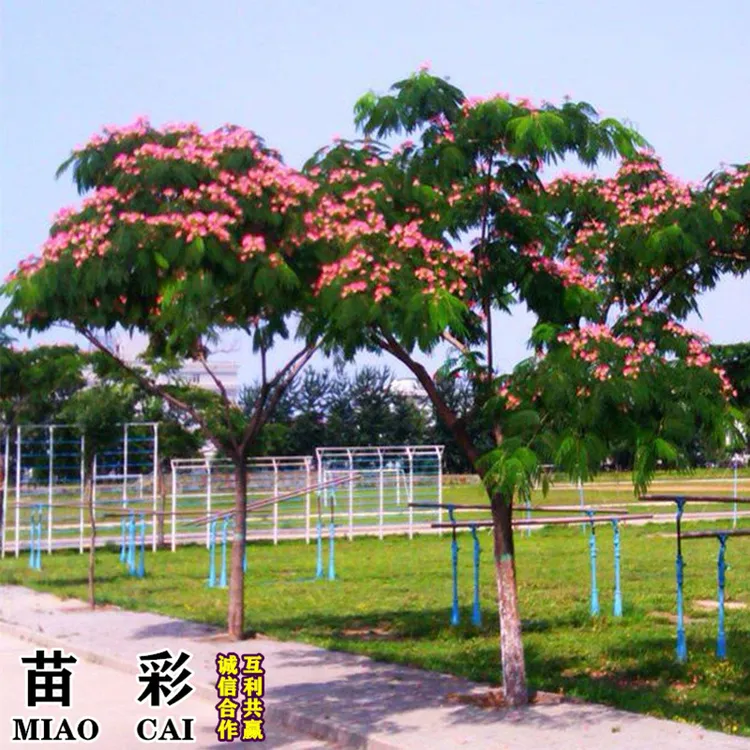 合欢树苗合欢苗绒花树苗芙蓉花树苗庭院盆栽合欢花苗绿化工程树苗