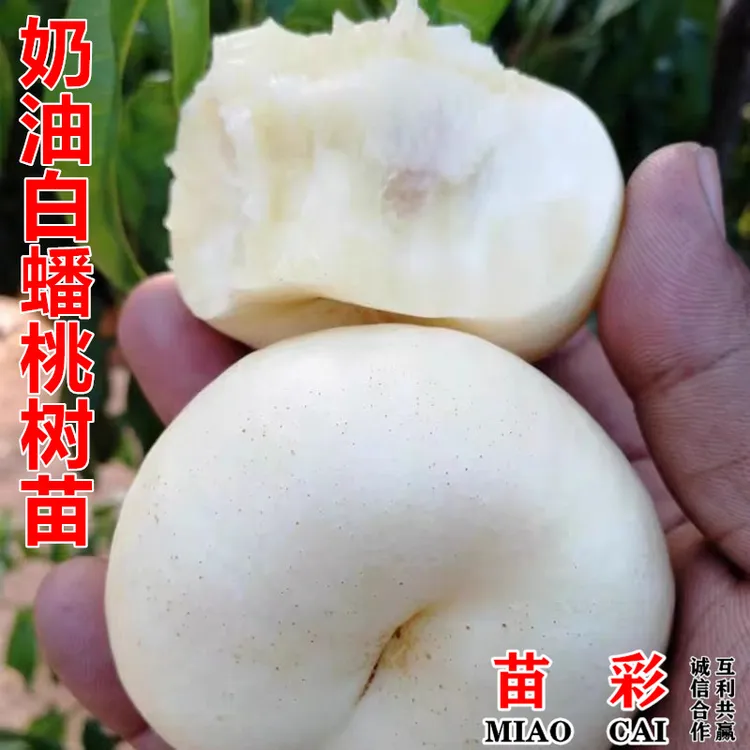 正宗嫁接桃树苗奶油白蟠桃适合南方北方阳台庭院种植果树苗耐寒