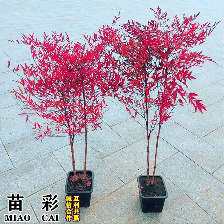 南天竹盆栽红天竺大花树苗水培火焰老桩盆景结果植物果叶植物耐寒