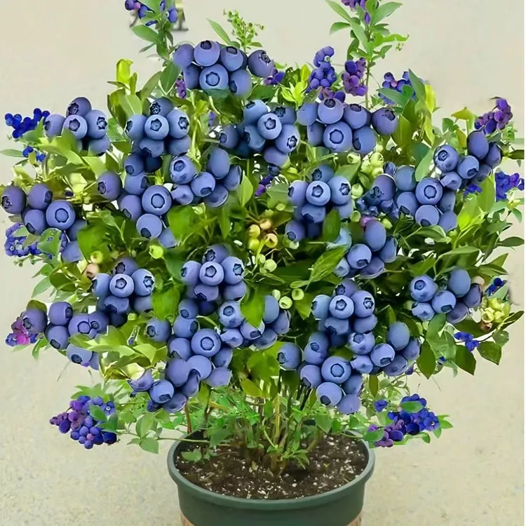 苗彩蓝莓树果苗带果苗盆栽南北方种植特大阳台果树苗当年结果家养