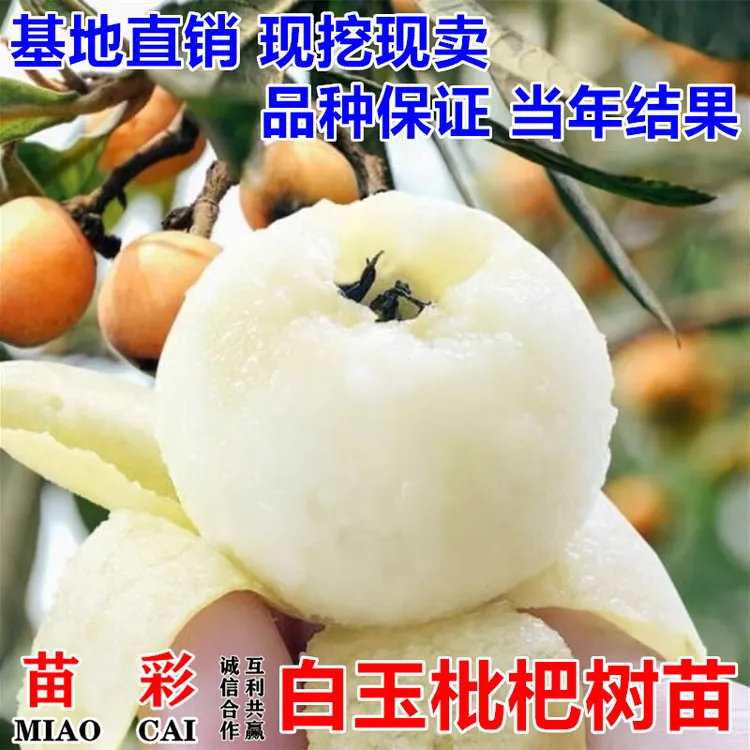 白玉枇杷树苗嫁接特大早熟无核白沙琵琶果树苗南北方种植当年结果