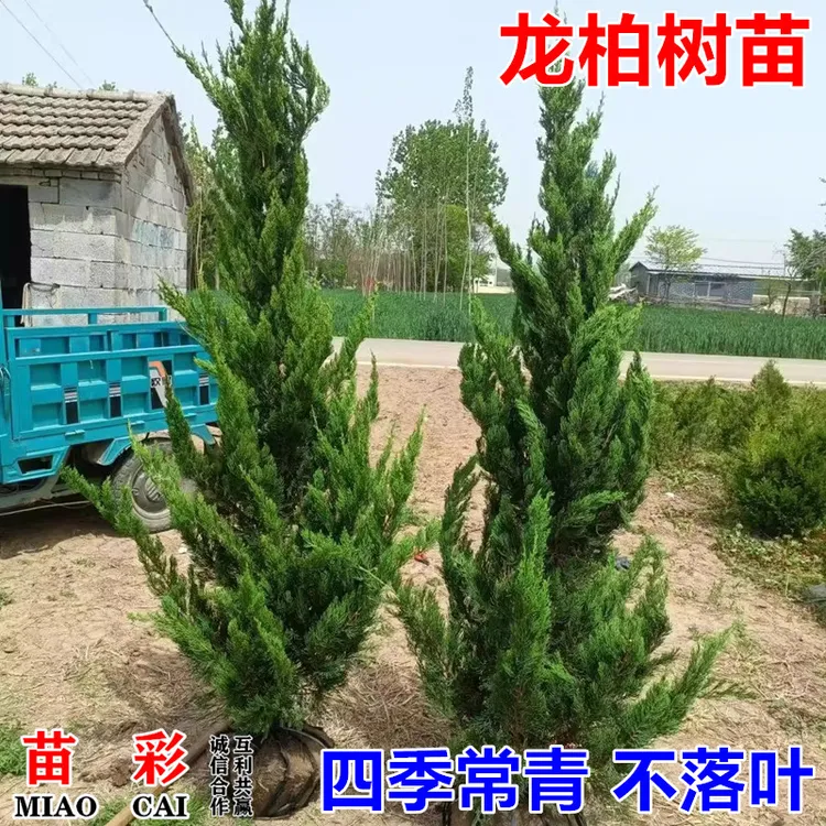 苗彩四季常青龙柏小苗绿化苗龙柏苗龙柏树龙柏球龙柏素材塔白树苗