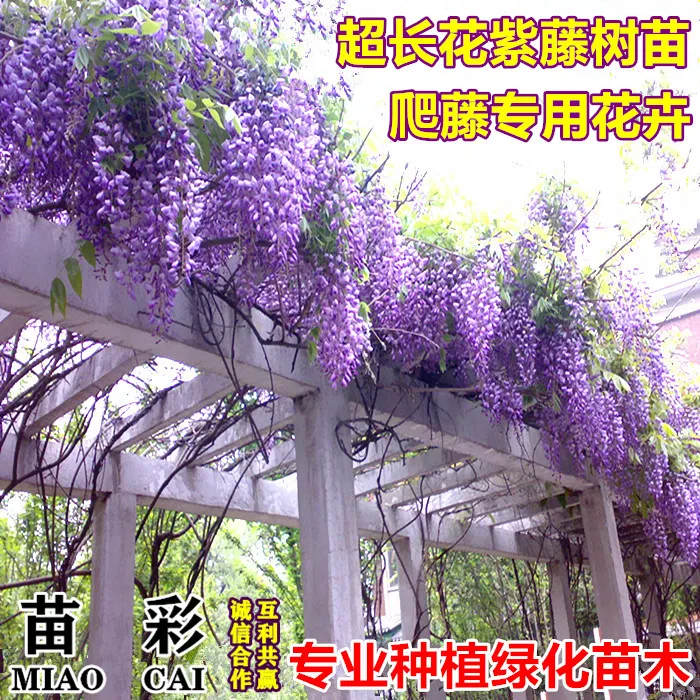紫藤花树苗爬藤植物阳台庭院围墙多季节开花攀援长穗花卉盆栽室外