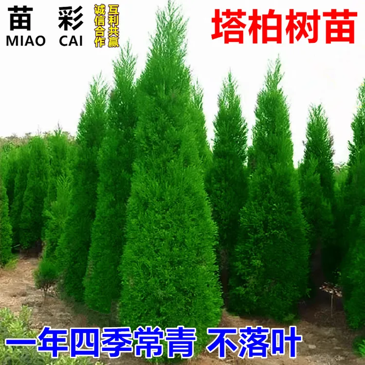 柏树树苗塔柏侧柏龙柏庭院行道风景大树园林工程绿化乔木四季常青