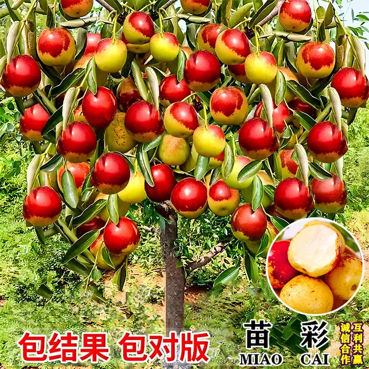 枣树活苗北方南方大枣超甜特大庭院嫁接冬枣地栽果树果苗当年结果