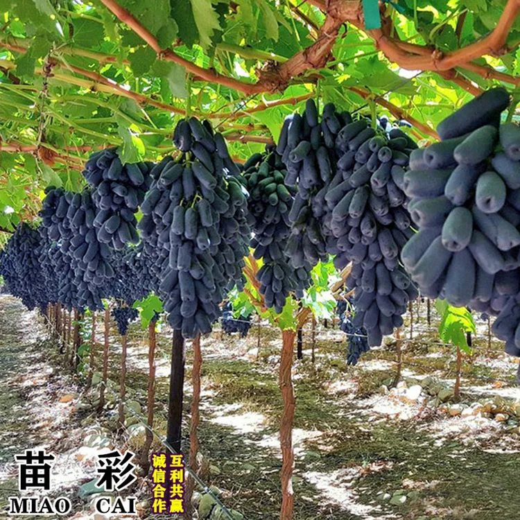 葡萄苗阳光玫瑰蓝宝石盆栽庭院爬藤南方北方种植巨峰无籽葡萄树苗