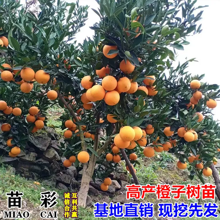 苗彩脐橙苗纽荷尔脐橙苗嫁接橙子树苗南北方种植果树果苗当年结果