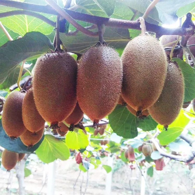 陕西眉县猕猴桃翠香新鲜应季水果香甜可口坏果包赔5斤爆甜