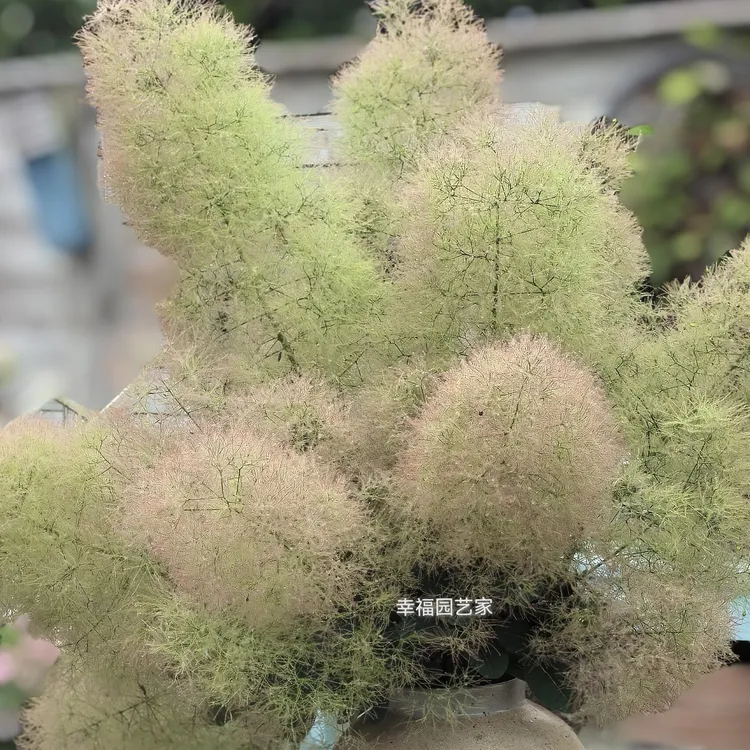幸福园艺家烟树可爱女士出烟巨高花园别墅盆栽地栽