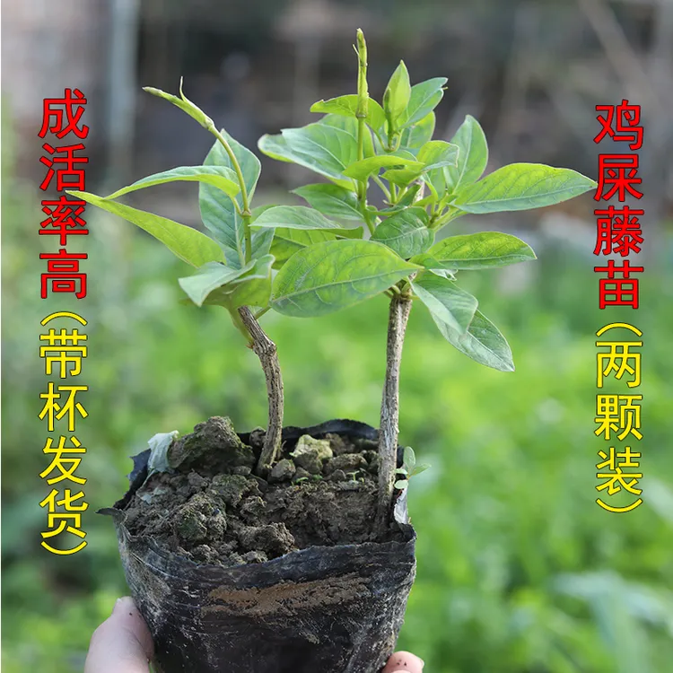农村鸡屎藤苗臭藤通气藤消食藤鸡矢藤2棵带杯发货
