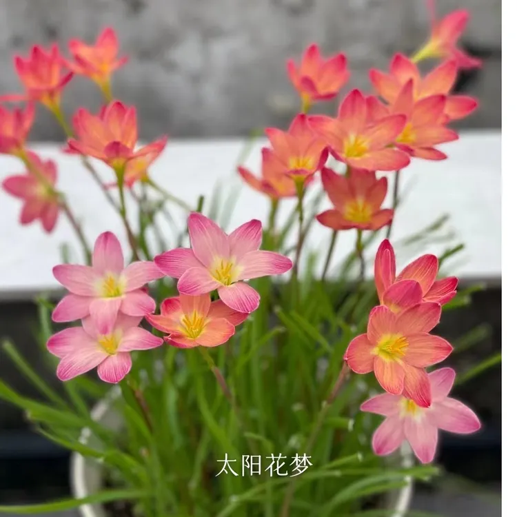 风雨兰种球耐寒耐热庭院阳台盆栽花卉