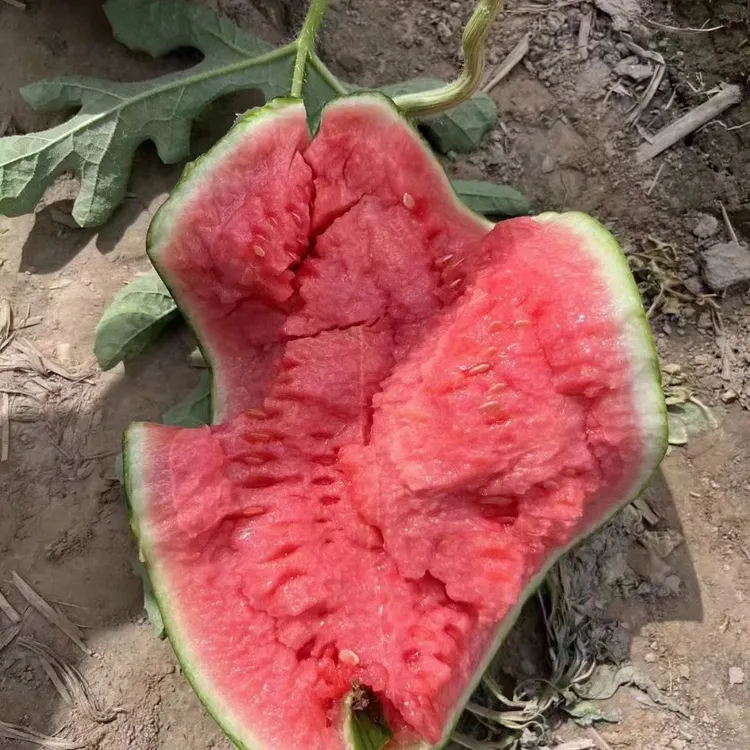 正宗东台头茬早春红玉西瓜2-4粒装4-14斤左右新鲜采摘发货