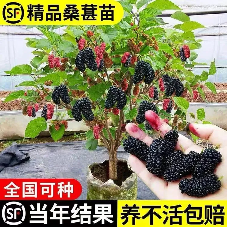 桑葚树苗果树果苗嫁接地栽南北方种植桑树当年结果长果无籽水果