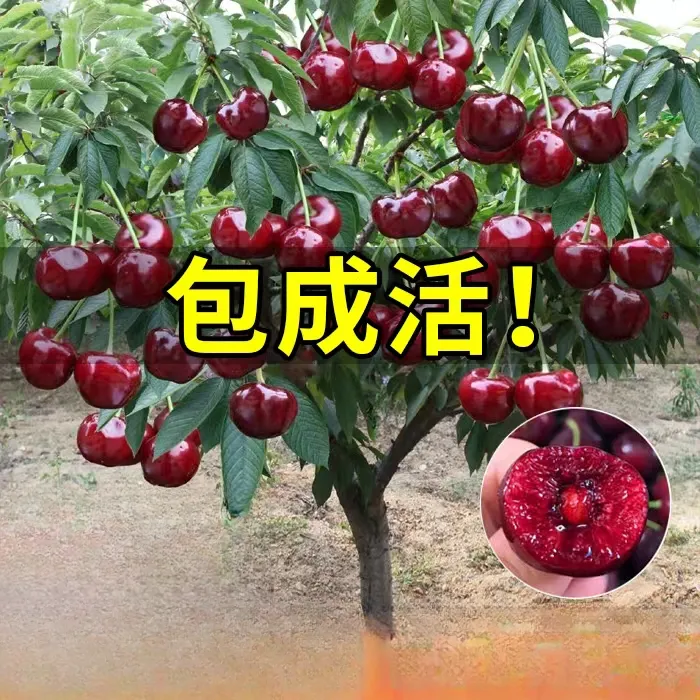 车厘子树苗樱桃树苖南方北方种植盆栽庭院果树矮化樱桃树大樱桃苗