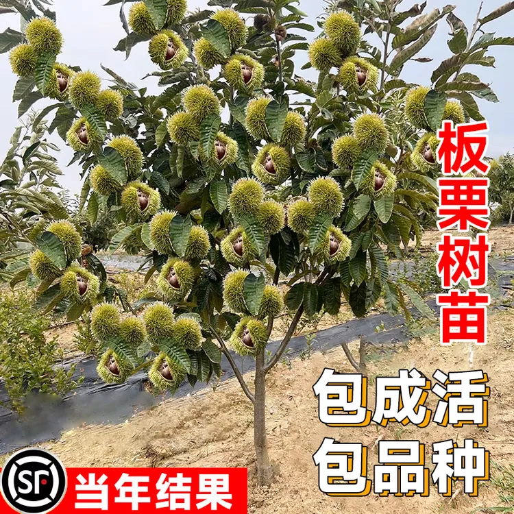 板栗树苗嫁接板栗树南方北方种植大红袍当年结果地栽特大果树果苗
