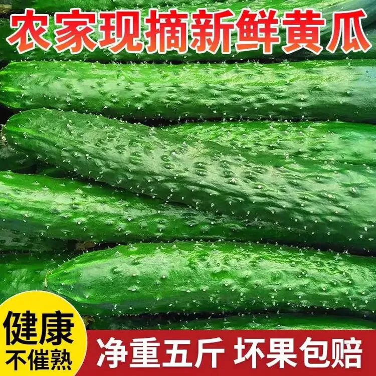【现摘现发】新鲜绿瓤密刺直黄瓜美味爽口多汁榨汁脆嫩清爽5斤装   